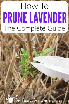 a close up of a plant with text overlay reading how to prune lavender the complete guide