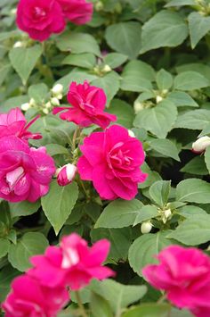 pink flowers blooming in the middle of green leaves