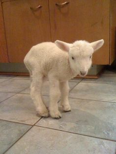 a small white lamb standing on top of a kitchen floor