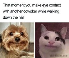 two pictures one with a cat and the other with a dog's face on it