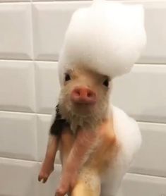 a baby pig is being bathed in soapy water