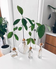 three glass vases with plants in them on a white countertop next to a potted plant