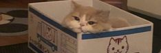 an orange and white cat sitting in a box on the floor with its head sticking out