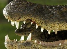 two alligators with their mouths open showing teeth