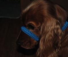 a brown dog wearing a blue leash on top of it's head in the dark