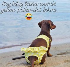 a brown dog sitting on top of a sandy beach next to the ocean with an emoticive message above it