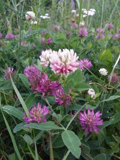 purple and white flowers are growing in the grass