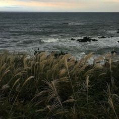 the ocean is very choppy with waves coming in to shore and grass blowing in the foreground