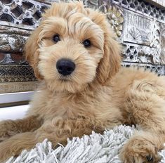 a small brown dog laying on top of a rug