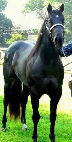 a man standing next to a black horse on top of a lush green field