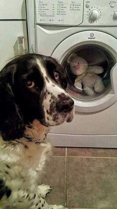 a black and white dog sitting in front of a dryer