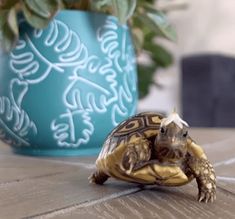 a small turtle sitting on top of a wooden table next to a potted plant