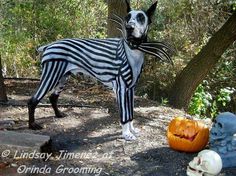 a dog dressed as a zebra standing next to a pumpkin