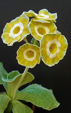 three yellow flowers with green leaves in front of a black background and one flower has white petals