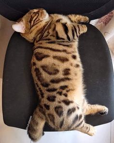 a cat laying on top of a black chair