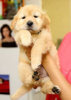 a woman holding a puppy up in the air with her paw on it's chest