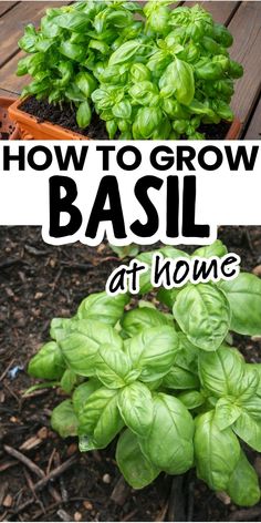 Basil plant in a pot with text "How to grow basil at home." Grow Basil In A Pot, Basil Growing, Grow Basil, Edible Landscape, Growing Garden, Growing Basil, Types Of Herbs, Container Vegetables, Basil Seeds