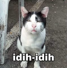 a black and white cat sitting on the ground