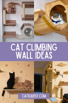 Easily create a cat climbing wall with these easy to install cat wall shelves! Explore the ways you can offer your cat a vertical playground. Cat Climbing Wall Shelves, Wall Shelves Ideas, Cat Window Hammock, Cat Climbing Wall, Cat Gym, Cat Window Perch