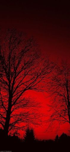 the sun is setting behind some trees and red sky in the background with no leaves on them