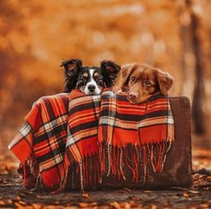 two dogs laying on top of a blanket in the fall leaves and looking at the camera