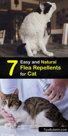 Organic Cat Flea Remedies - DIY Flea Repellents for Cats Natural Flea And Tick Repellant For Cats, At Home Flea Remedy For Cats, Fleas Remedies For Cats, Apple Cider Vinegar For Cats, Natural Flea Spray For House Cats, Flea Control For Home, Flee Repellent Home, Flea And Tick Spray For Cats, How To Get Rid Of Fleas On Cats Naturally