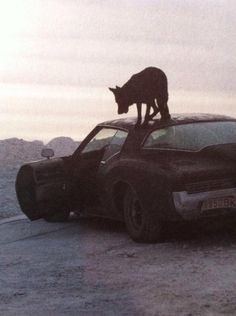 a cat standing on the hood of a car