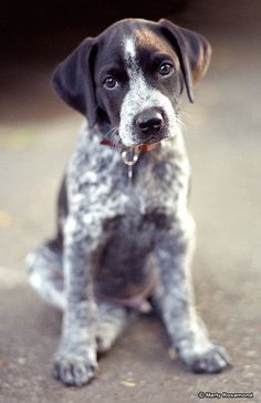 a black and white dog sitting on the ground