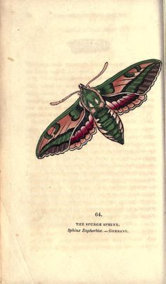 a green and pink moth sitting on top of an open book with writing underneath it