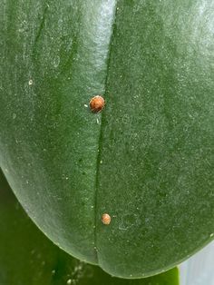 a close up of a green leaf with a bug crawling on it's side