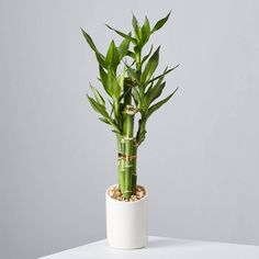 a plant in a white pot on a table