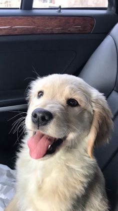 a dog sitting in the back seat of a car with it's tongue hanging out