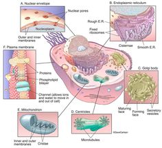 an animal cell diagram with all the parts labeled in it and some other things labelled below