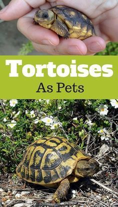 a person holding a small turtle in their hand with the caption tortoises as pets