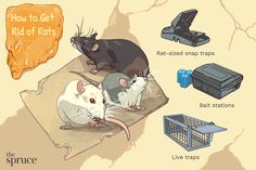 an image of different types of rodens on the map with caption how to get rid of rats