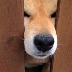 a close up of a dog's face peeking out from behind a wooden door