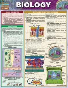 a poster with information about the structure and functions of an animal's cell, including its