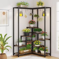 a room filled with potted plants and hanging planters