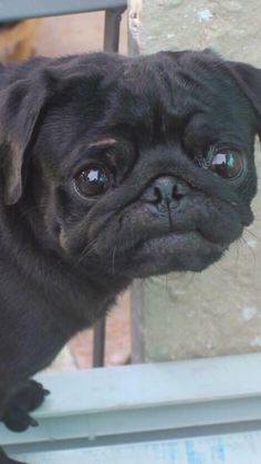 a small black pug looking at the camera