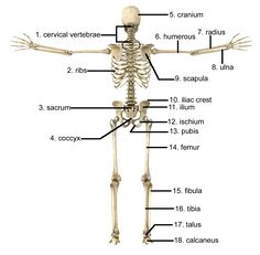 the skeletal skeleton is labeled with labels for each part of the body, including the upper limb and lower limbs