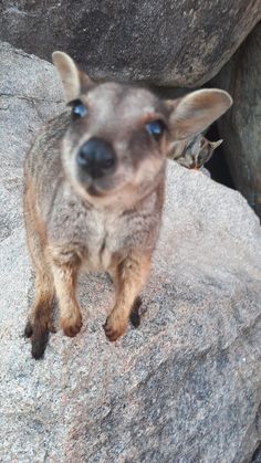 wallaby
rock wallaby
animal
cute 
cute animal
animal photography
photography
aesthetic photography
australia
australia aesthetic
travel australia
solo travel australia
magnetic island
bucket list
bucket list places
bucket list australia
australia must see places Rock Wallaby, Australia Aesthetic, Gap Year, Aesthetic Photography, Dream Life, Trip Planning, Gap