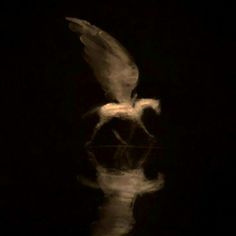 a blurry image of a horse in the dark with its tail extended and wings spread out