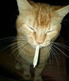 an orange and white cat with its eyes closed holding a toothbrush in it's mouth