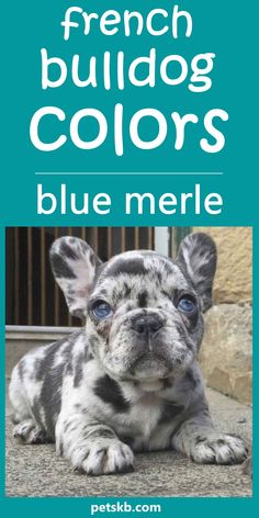 a blue merle french bulldog puppy sitting on the ground with text overlaying it