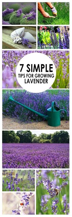 lavender flowers growing in the garden with text overlay that reads 7 simple tips for growing lavender