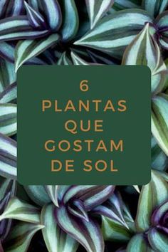 purple and green plants with the words 6 plantas que gostam de sol