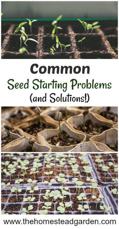 seed starting problems and solution for common seed starting problems and solution for common seed starting problems