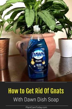 how to get rid of gnats with dawn dish soap