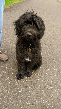 a shaggy black dog sitting on the side of a road next to a persons leg