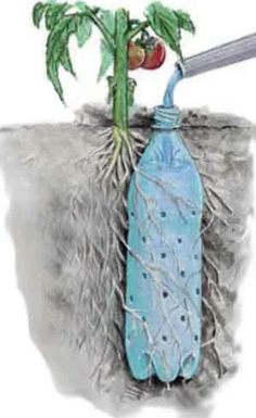 a drawing of a tomato plant growing out of a water bottle with roots attached to it